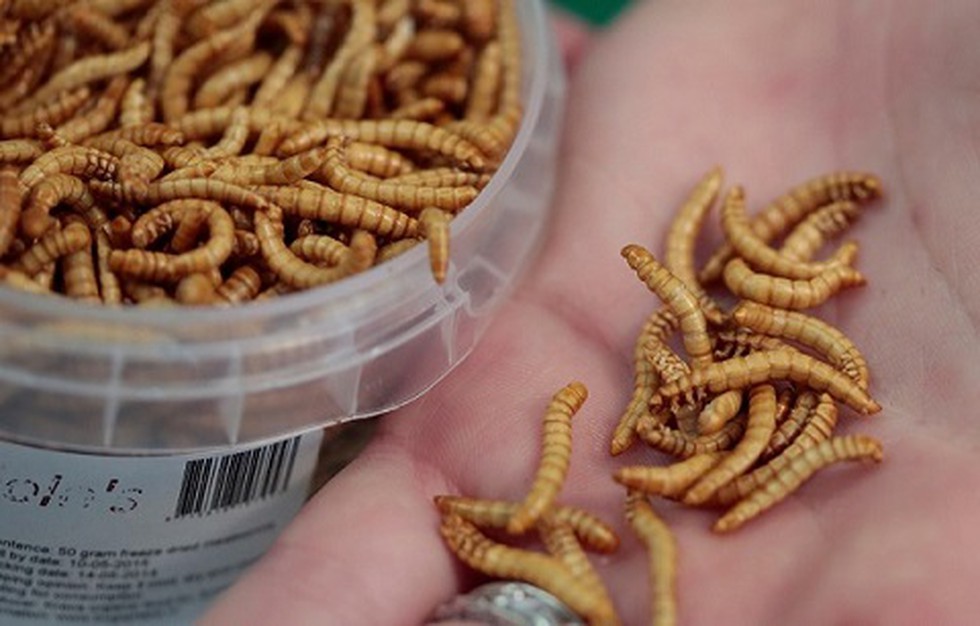 Naturverbundenheit erleben: Getrocknete Mehlwürmer kaufen für Ihr Terrarium